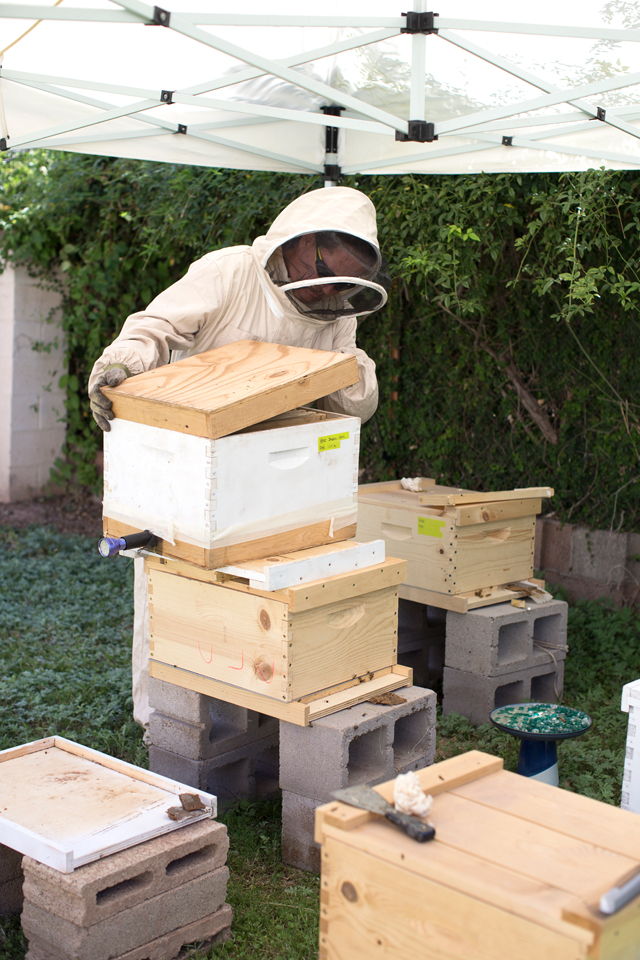 Luckey Bee Relocating bees