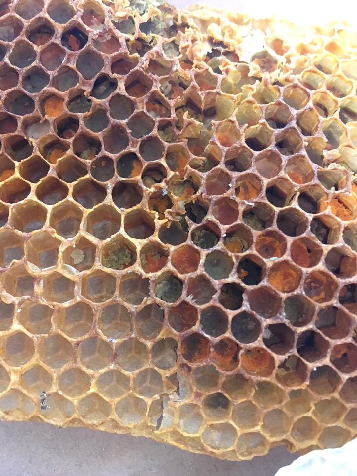 Up Close Look @ Honeycomb - Luckey Bee Farms