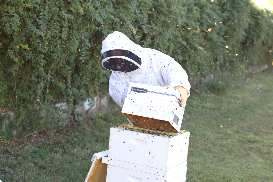 Bee Swarm Relocation
