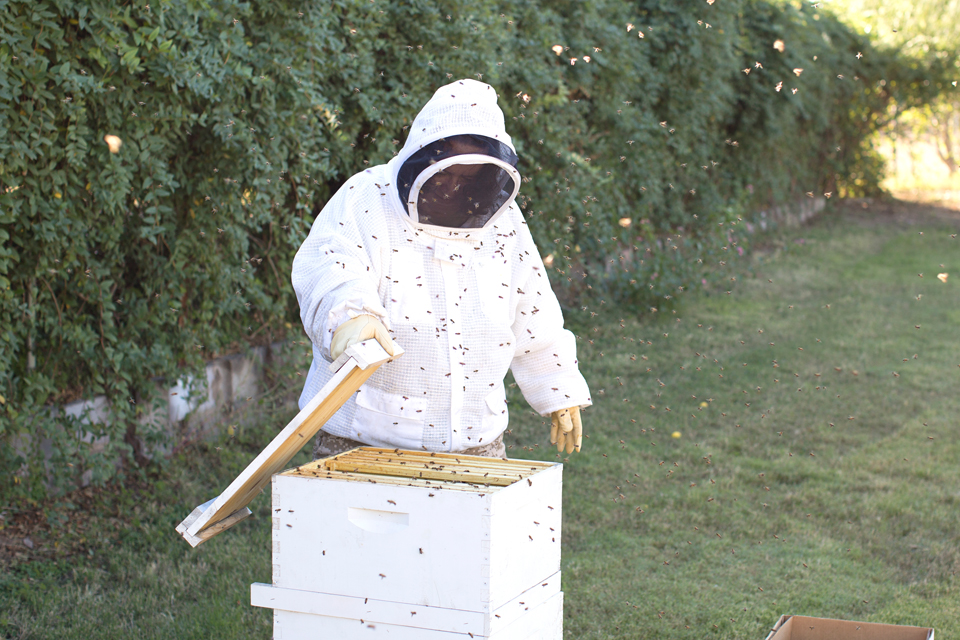 Putting the lid on the bee swarm
