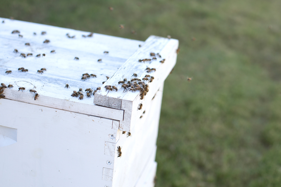 Bees checking out their new bee box