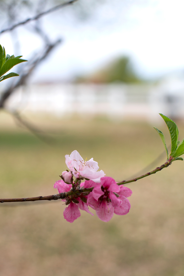 Lucky Bee Peach blossoms