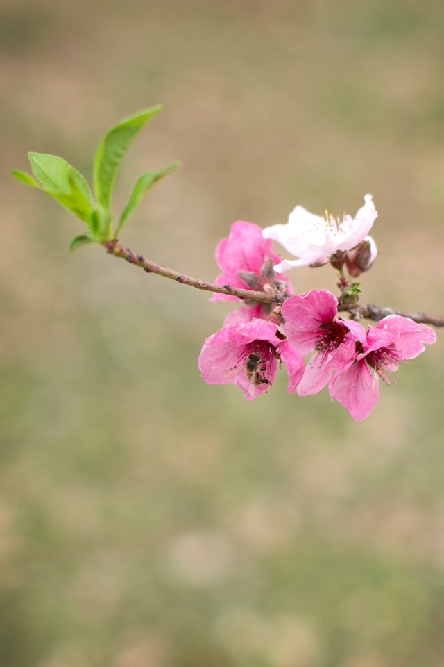 Luckey Bee Peach blossoms