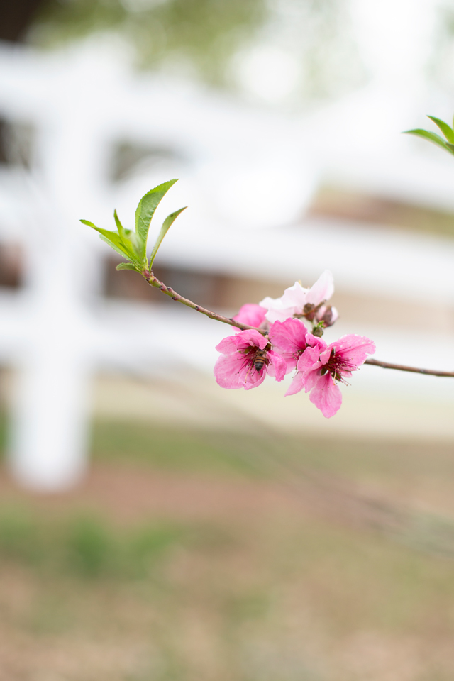 Luckey Bee Peach blossoms