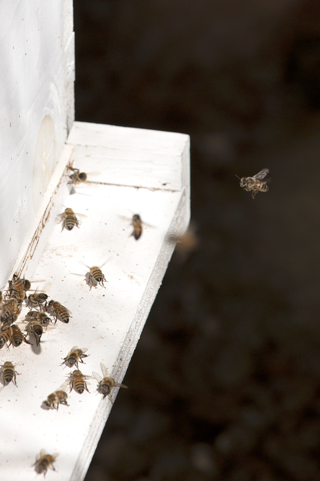 Luckey Bee_Happy Bee going to hive