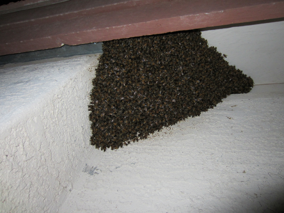 Luckey Bee Swarm