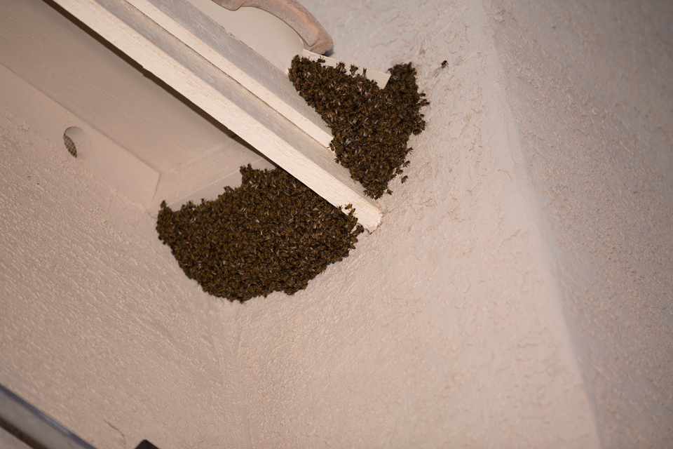 Luckey Bee Rescue Swarm_0006