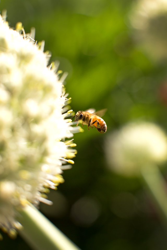 Luckey Bee_bees
