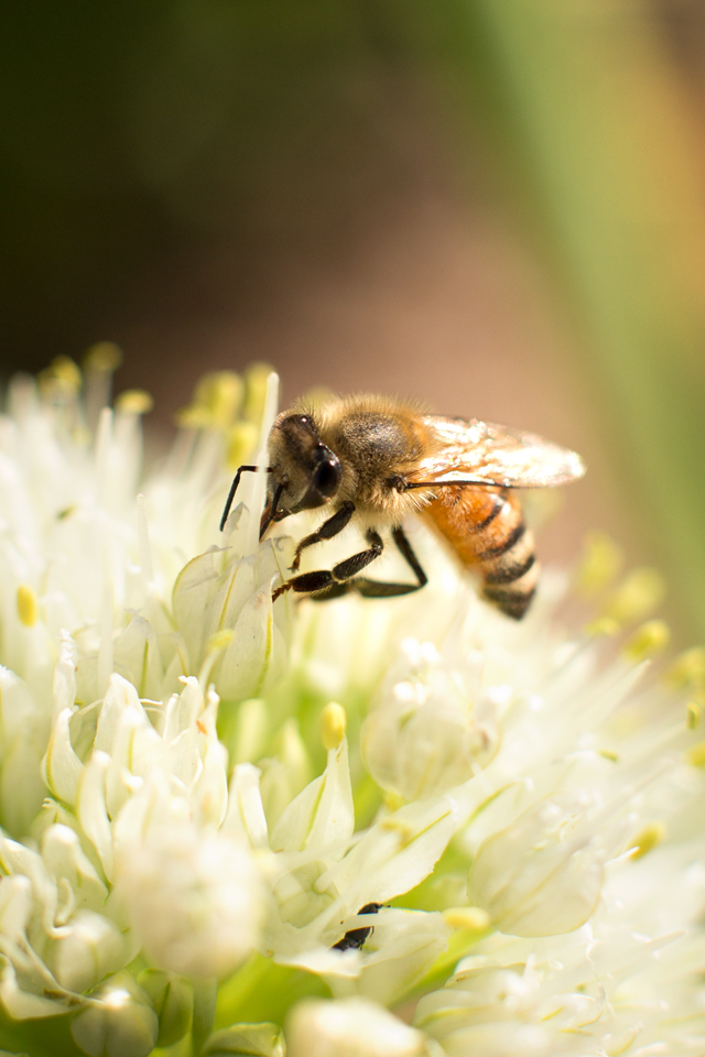 Luckey Bee_bees