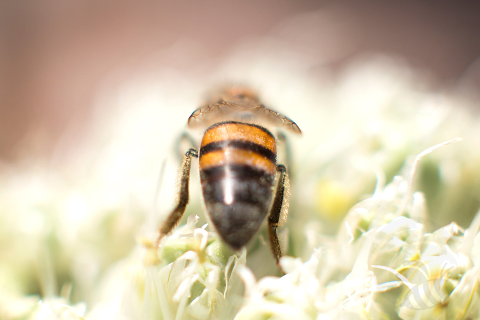 LUckey Bee_0092