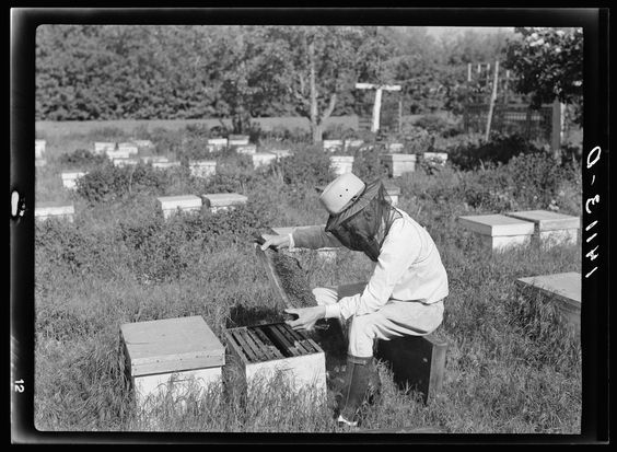 Library of Congress photo The original caption of this 1940 photo says: "Donald Gill, Cache County, Utah beekeeper needed bees, sugar and equipment to weather a series of bad seasons caused by weather conditions. A Farm Security Administration rehabilitation loan put him on his feet again."