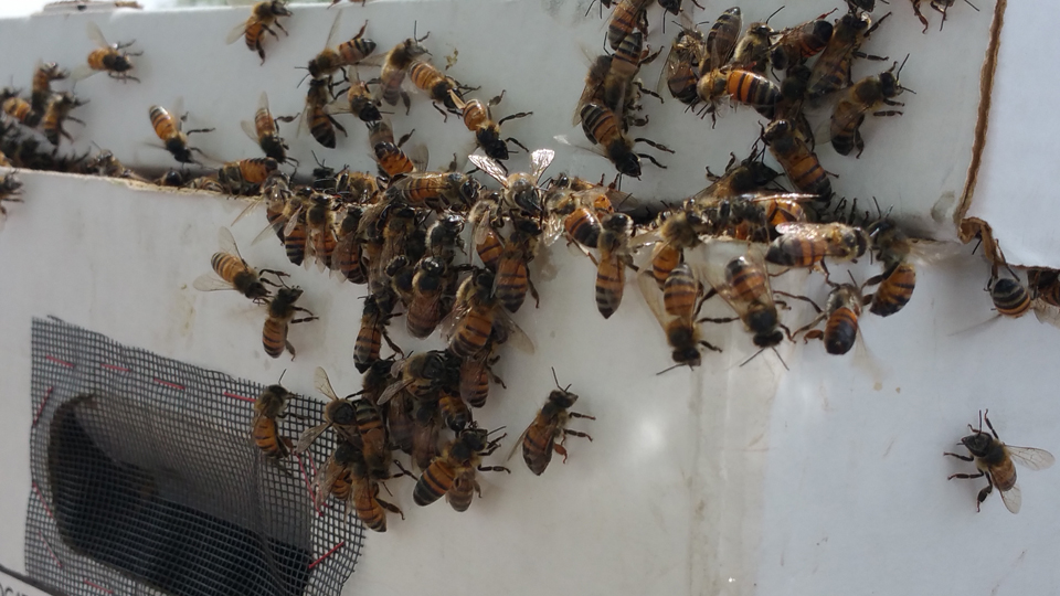 Luckey Bee Swarm Removal