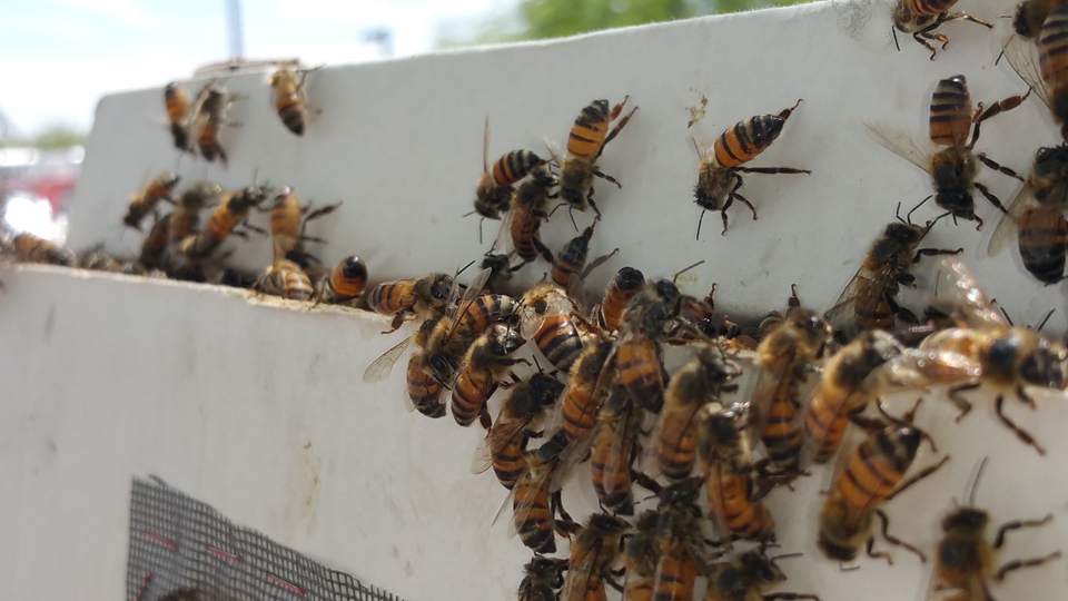 Luckey Bee Swarm Removal