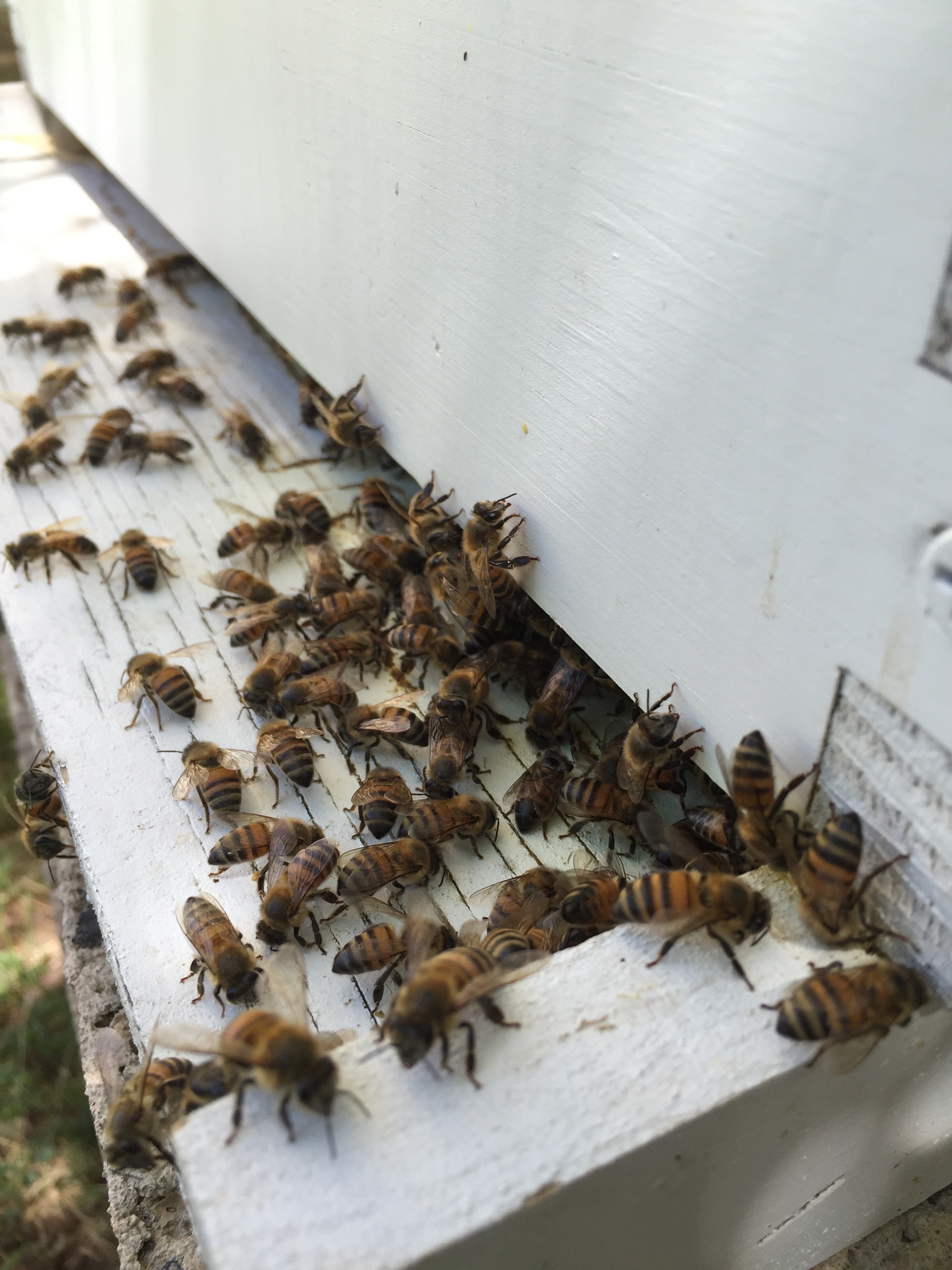 Luckey Bee Hive