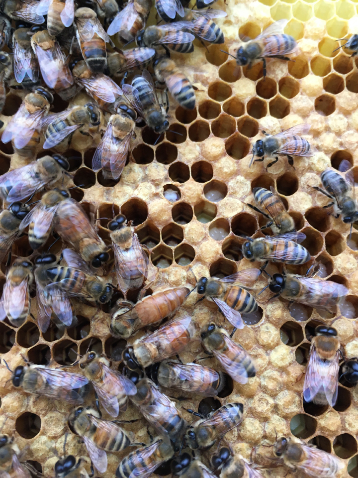 Luckey Bee Hive Check