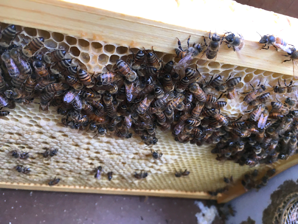 Luckey Bee Hive Check