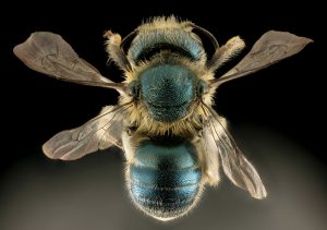 By USGS Bee Inventory and Monitoring Lab from Beltsville, Maryland, USA - Osmia conjuncta, F, MD, back_2015-11-20-21.40, Public Domain, https://commons.wikimedia.org/w/index.php?curid=47231698