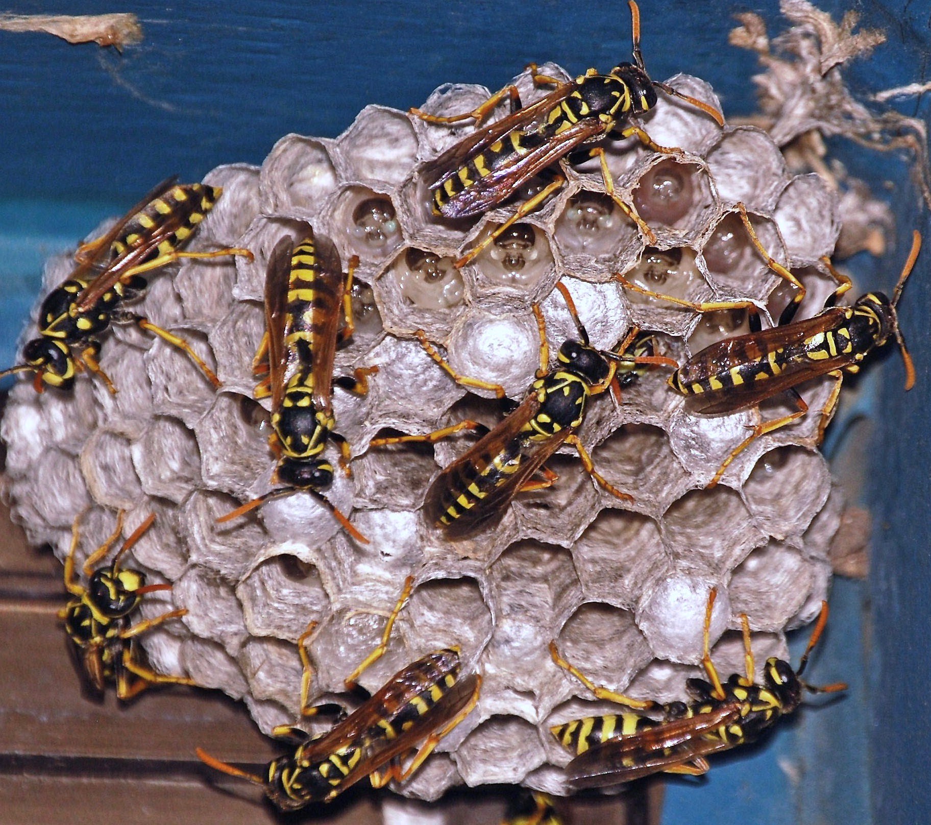 Social wasps constructing a paper nest