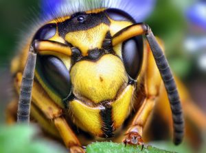 By Opo Terser - Face of a Southern Yellowjacket Queen (Vespula squamosa), CC BY 2.0, https://commons.wikimedia.org/w/index.php?curid=6179982