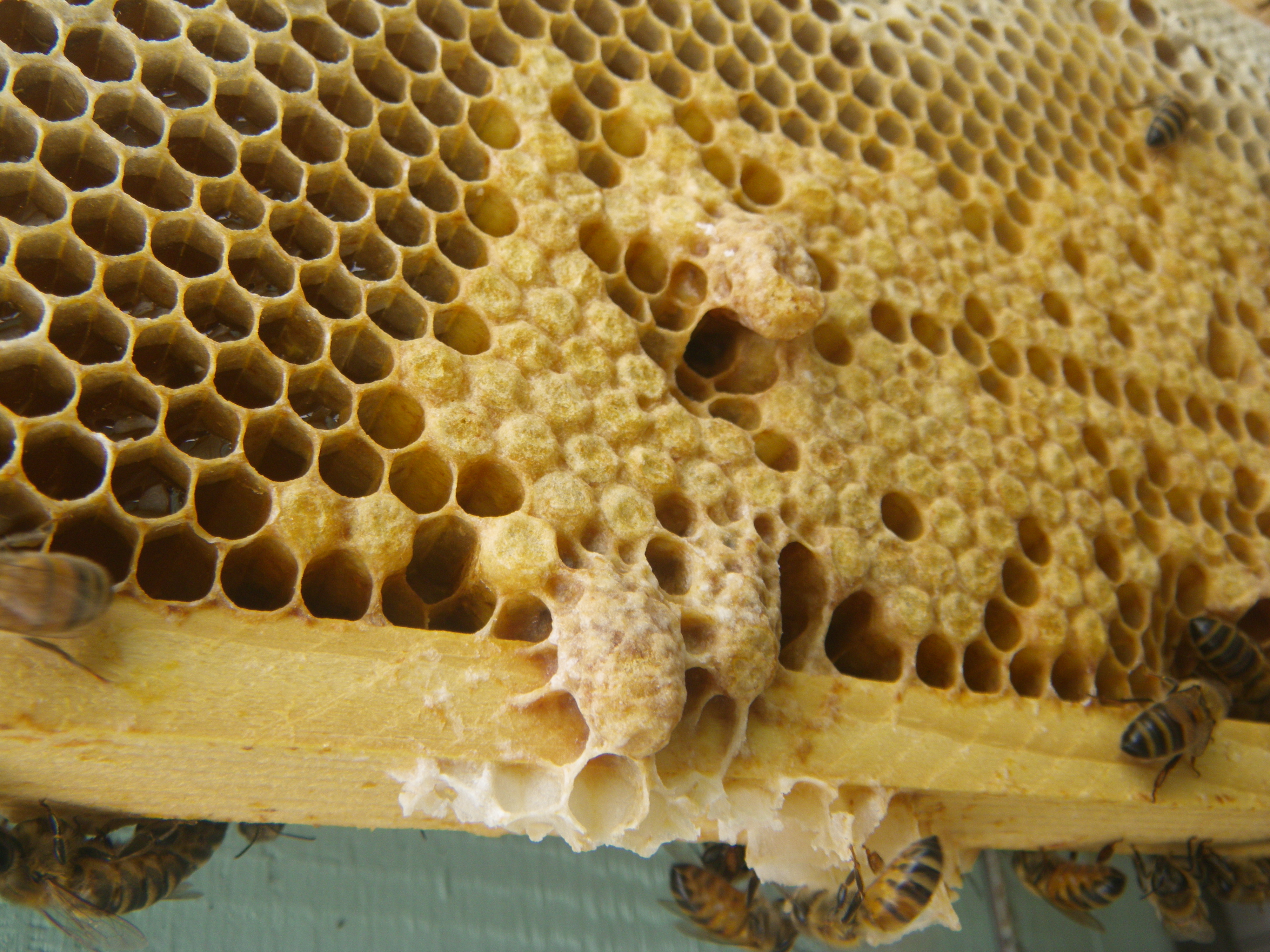 By shawn caza @ beekeeping.isgood.ca (Own work) [CC BY-SA 3.0 (https://creativecommons.org/licenses/by-sa/3.0)], via Wikimedia Commons
