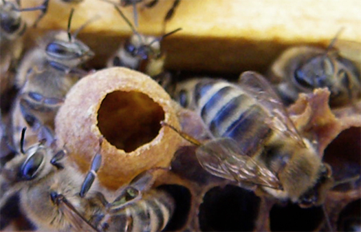By shawn caza @ http://www.beekeeping.isgood.ca (Own work) [CC BY-SA 3.0 (https://creativecommons.org/licenses/by-sa/3.0)], via Wikimedia Commons